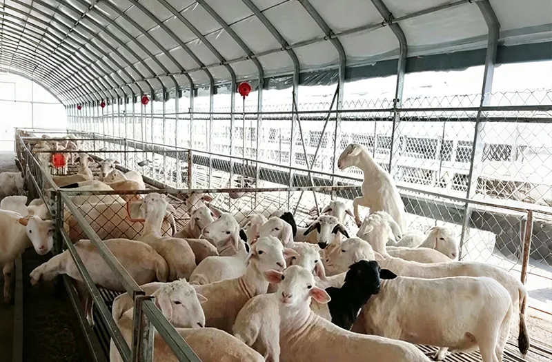 Mit kell figyelembe venni, amikor állattartó üvegházakat választunk gazdálkodási projektekhez?