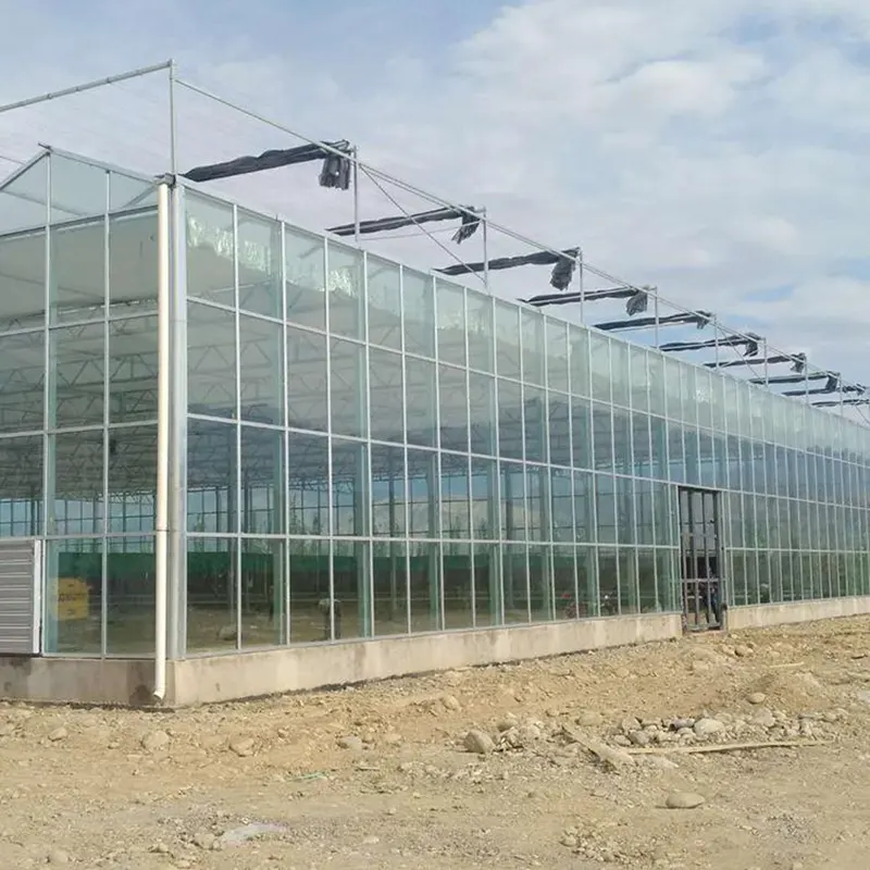 Single-Layer Glass Multi-Span Greenhouse